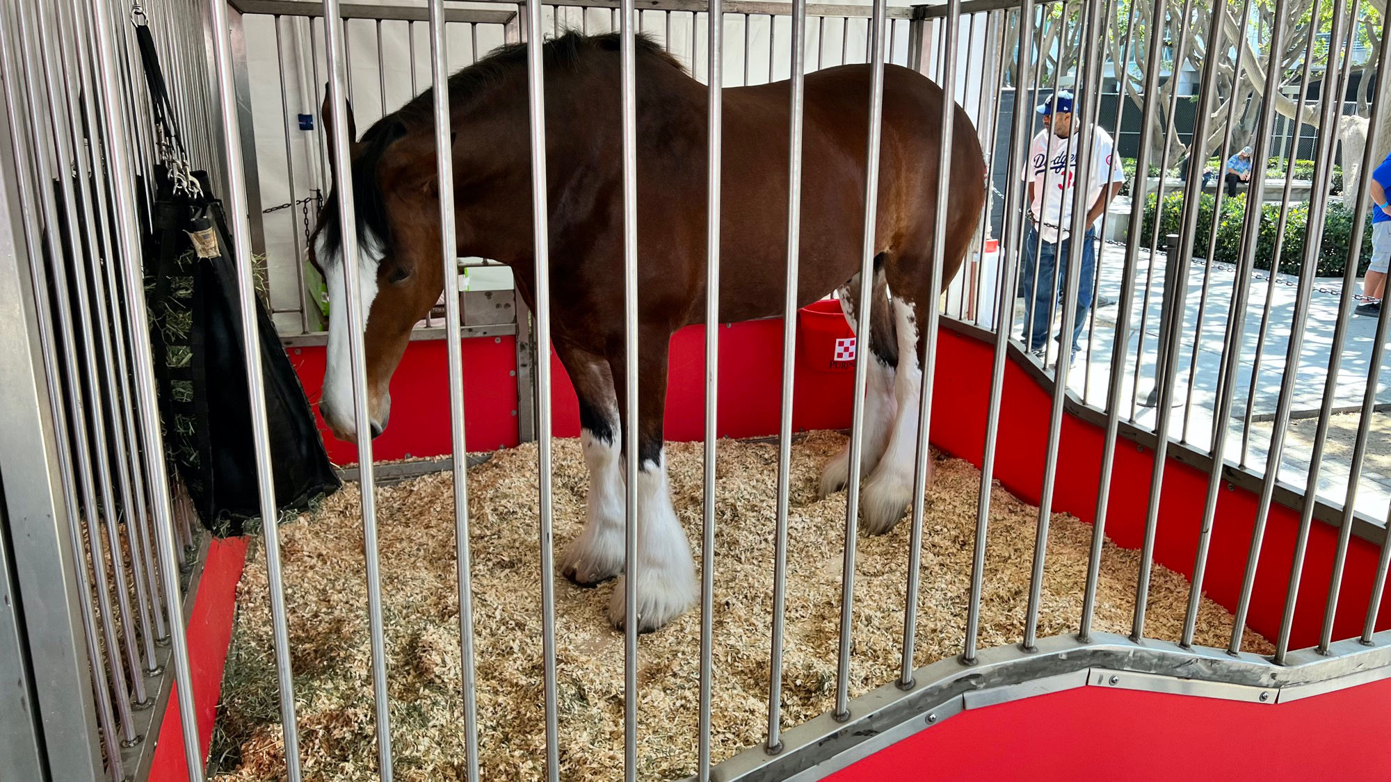 Budweiser Clydesdales 1