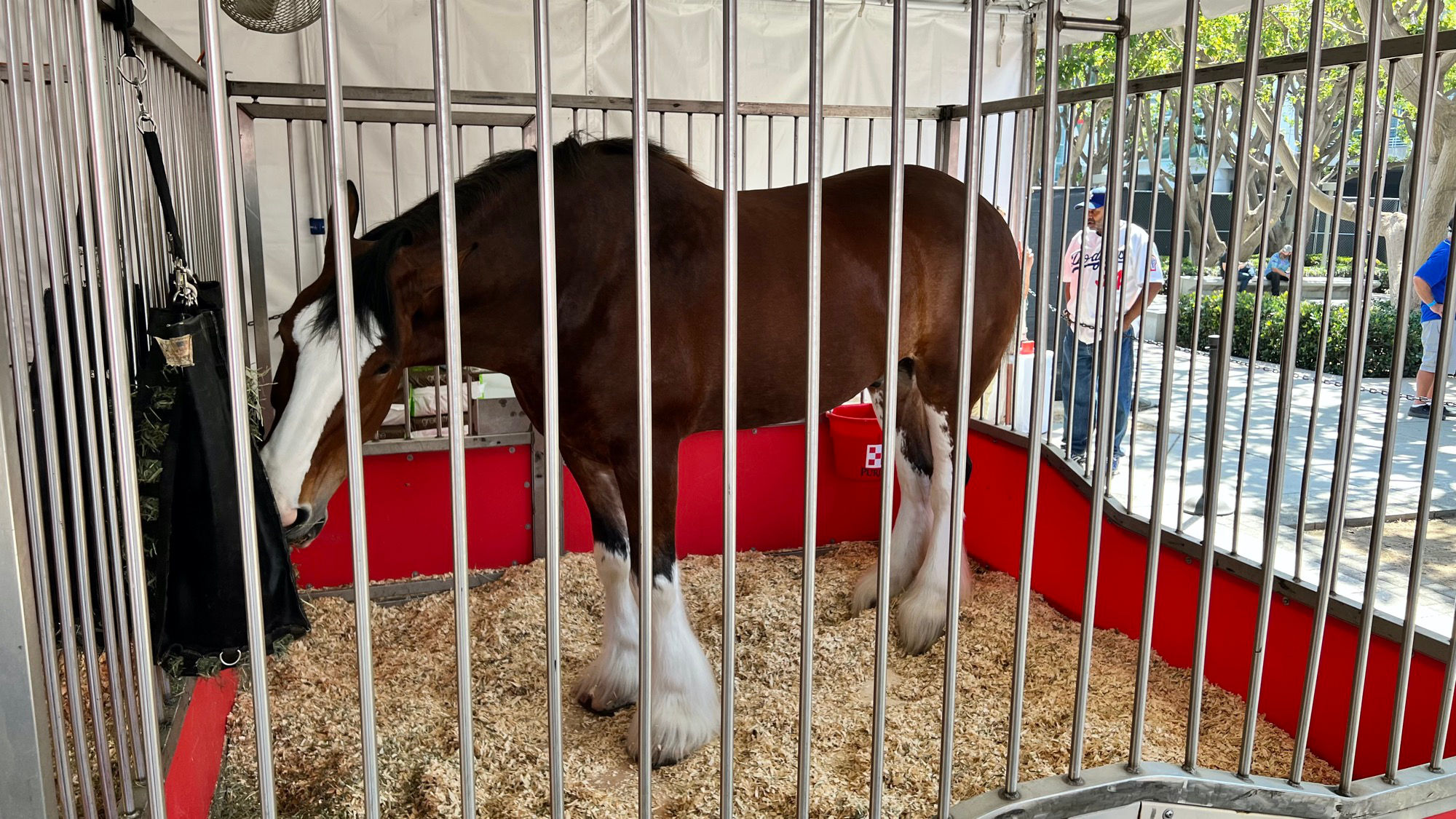 Budweiser Clydesdales 10