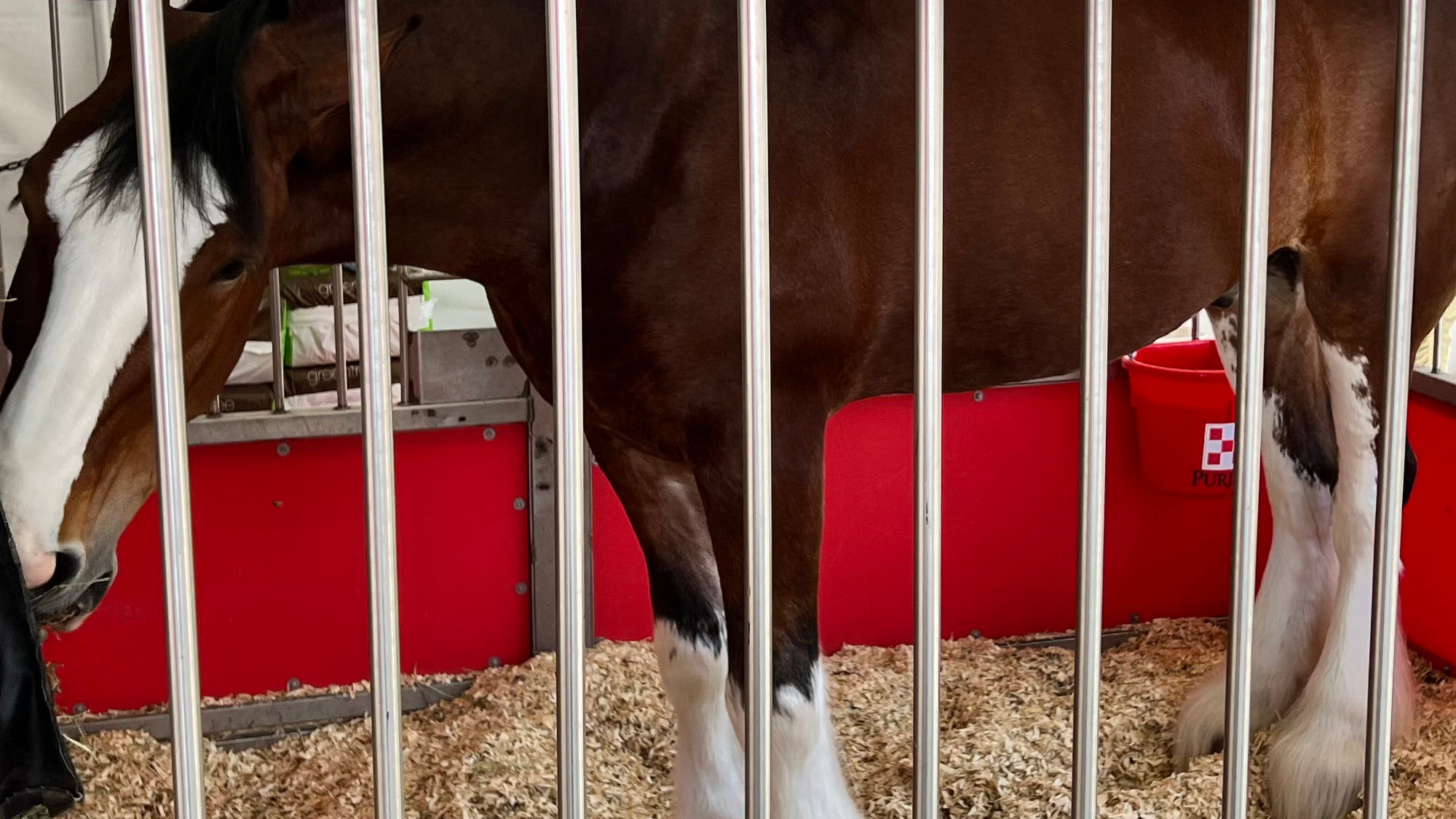 Budweiser Clydesdales 11