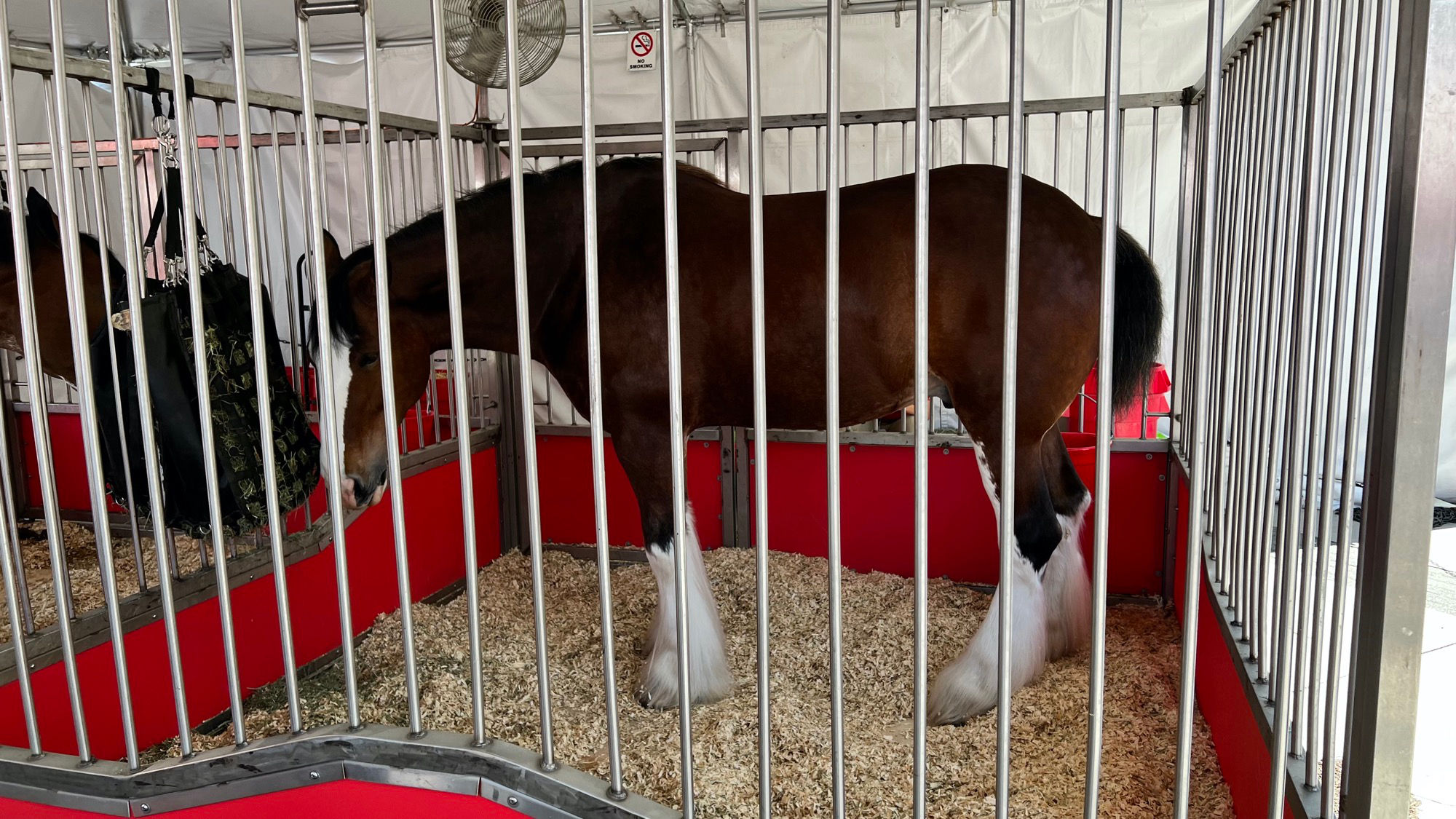Budweiser Clydesdales 2