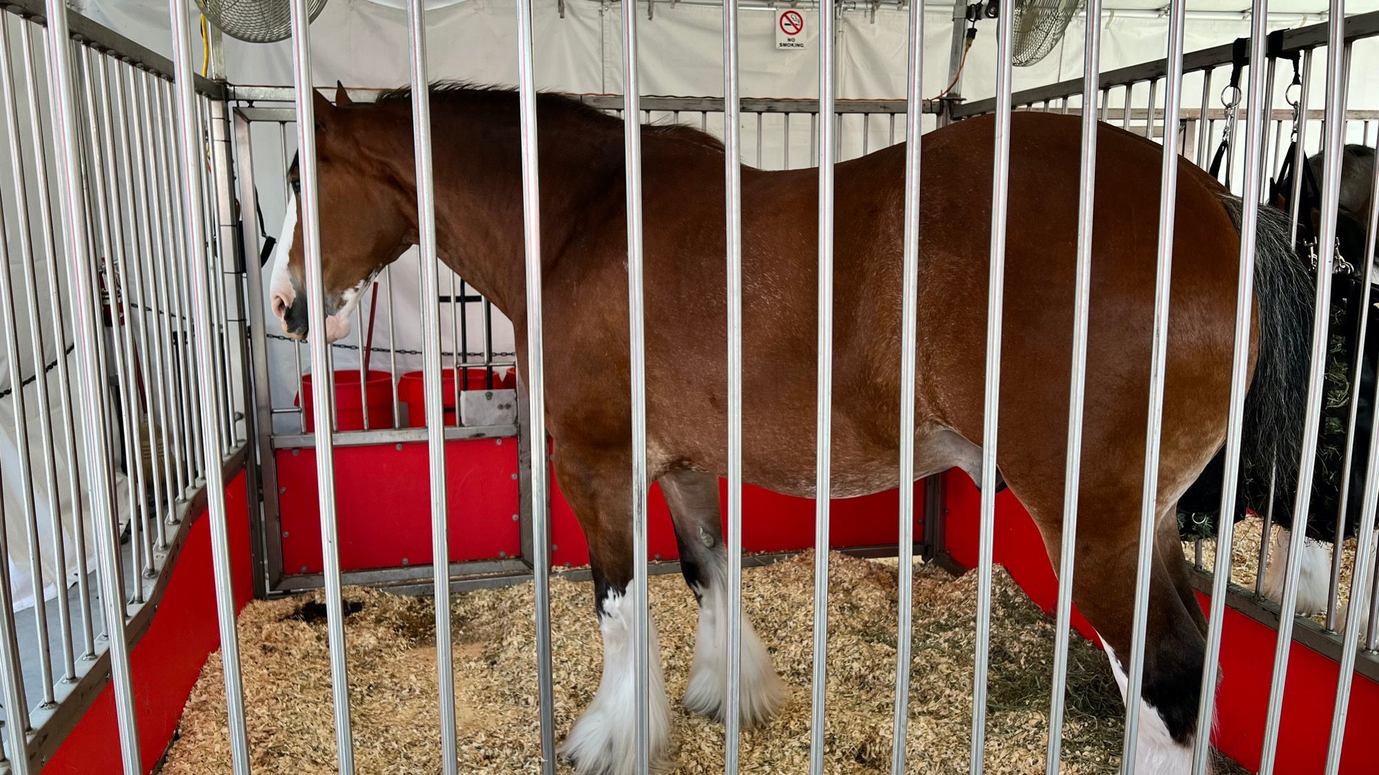 Budweiser Clydesdales 4