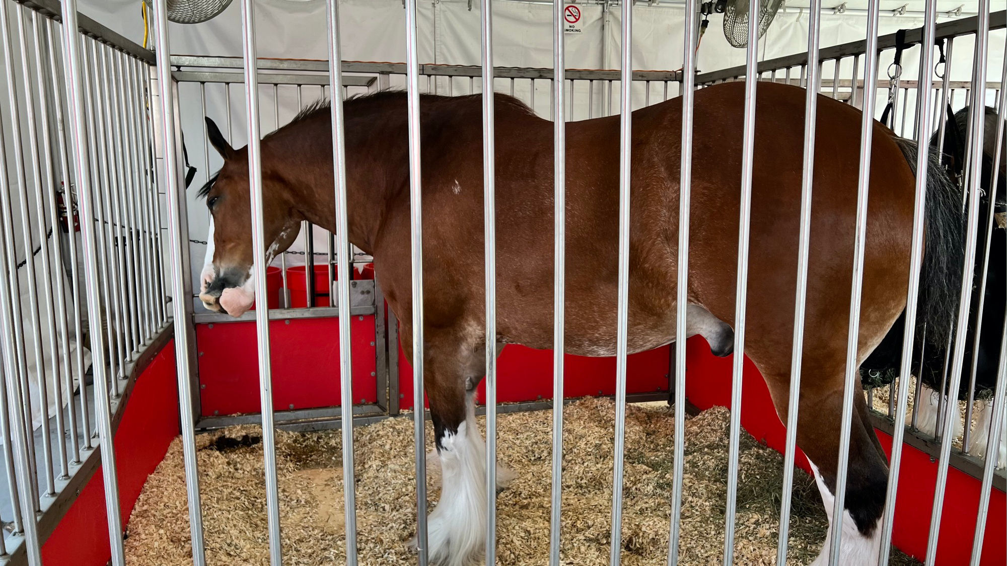 Budweiser Clydesdales 5