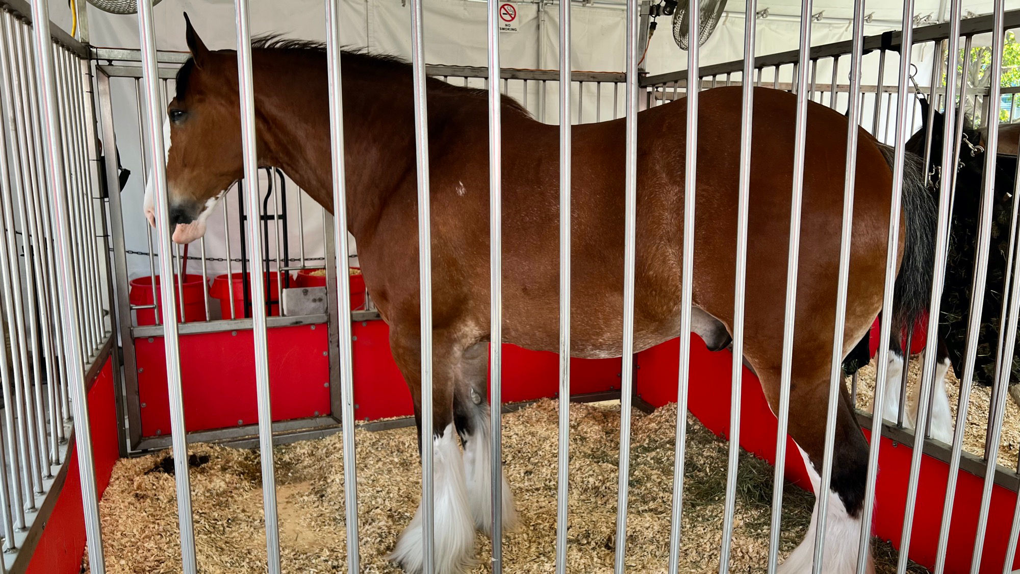 Budweiser Clydesdales 6