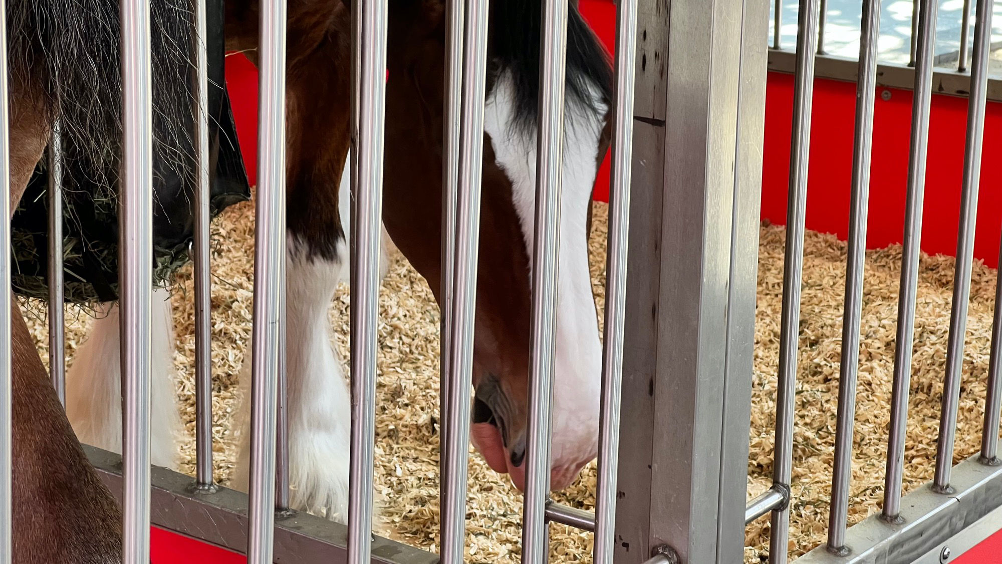 Budweiser Clydesdales 7