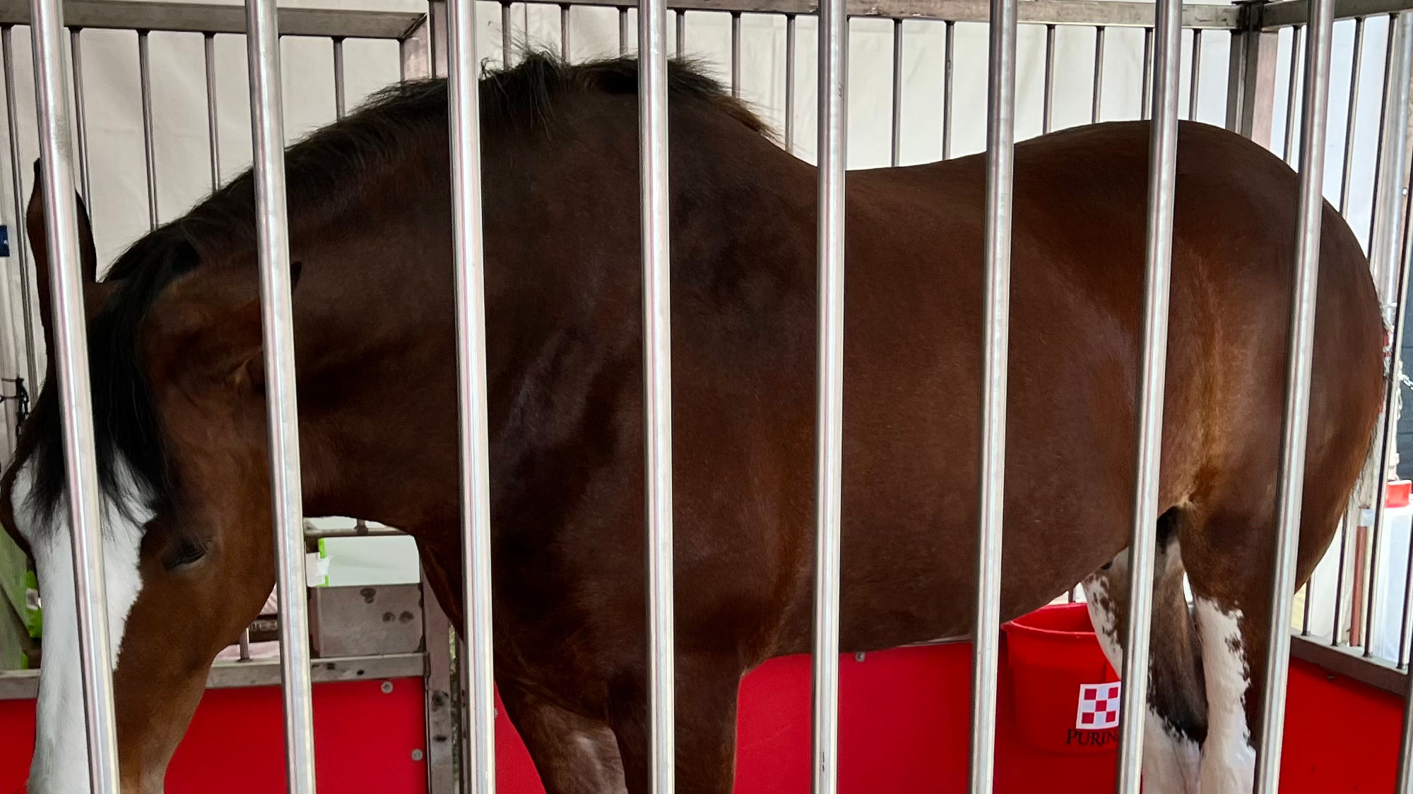 Budweiser Clydesdales 8