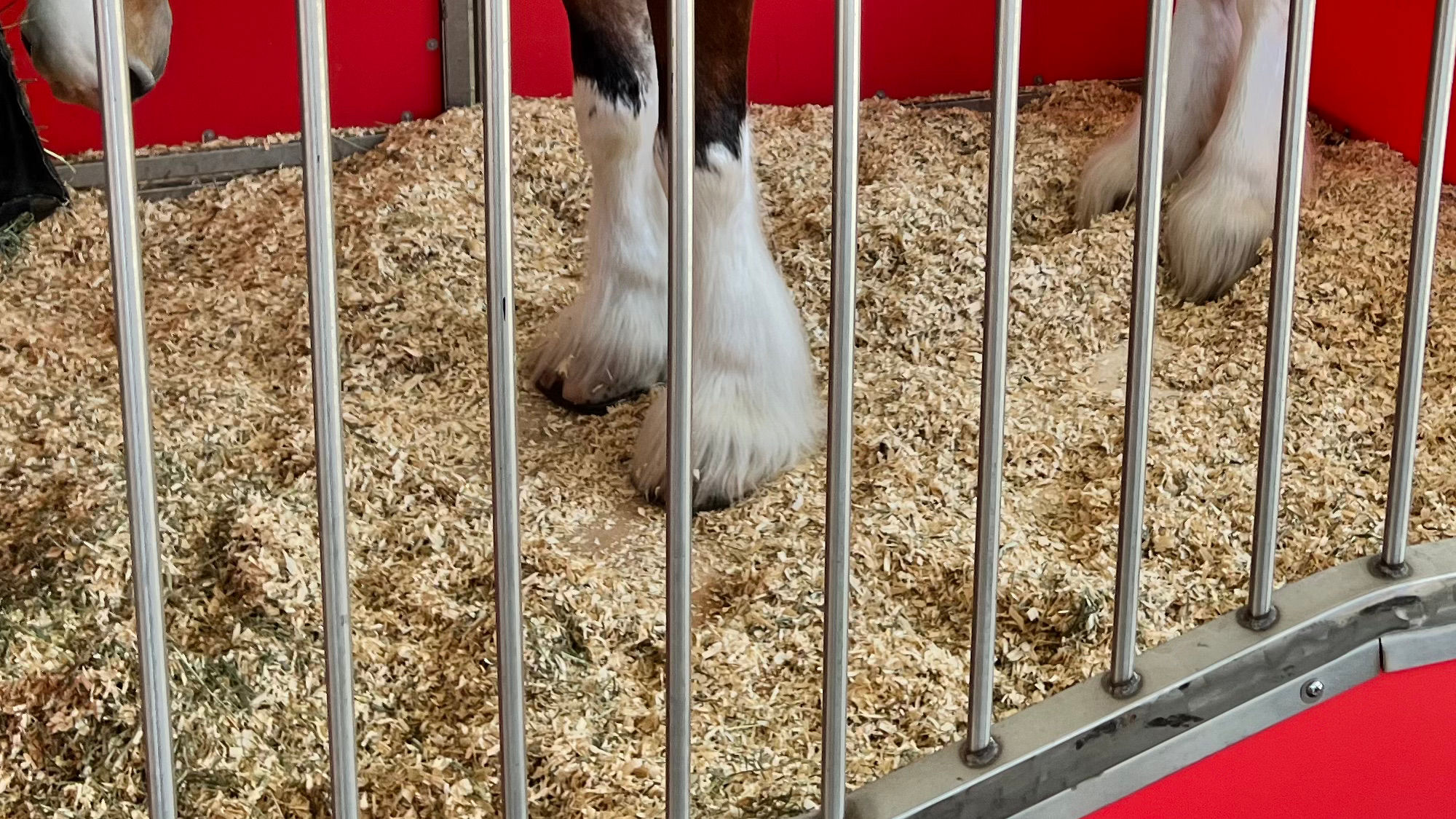 Budweiser Clydesdales 9