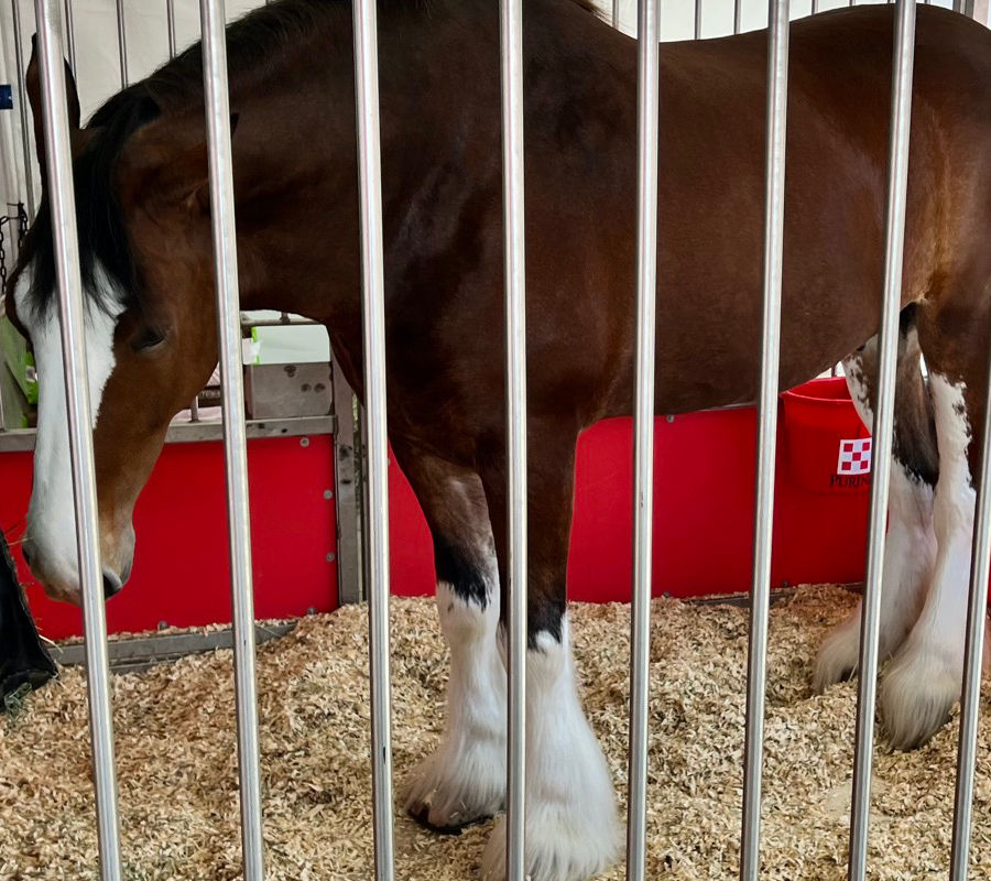 Budweiser Clydesdales