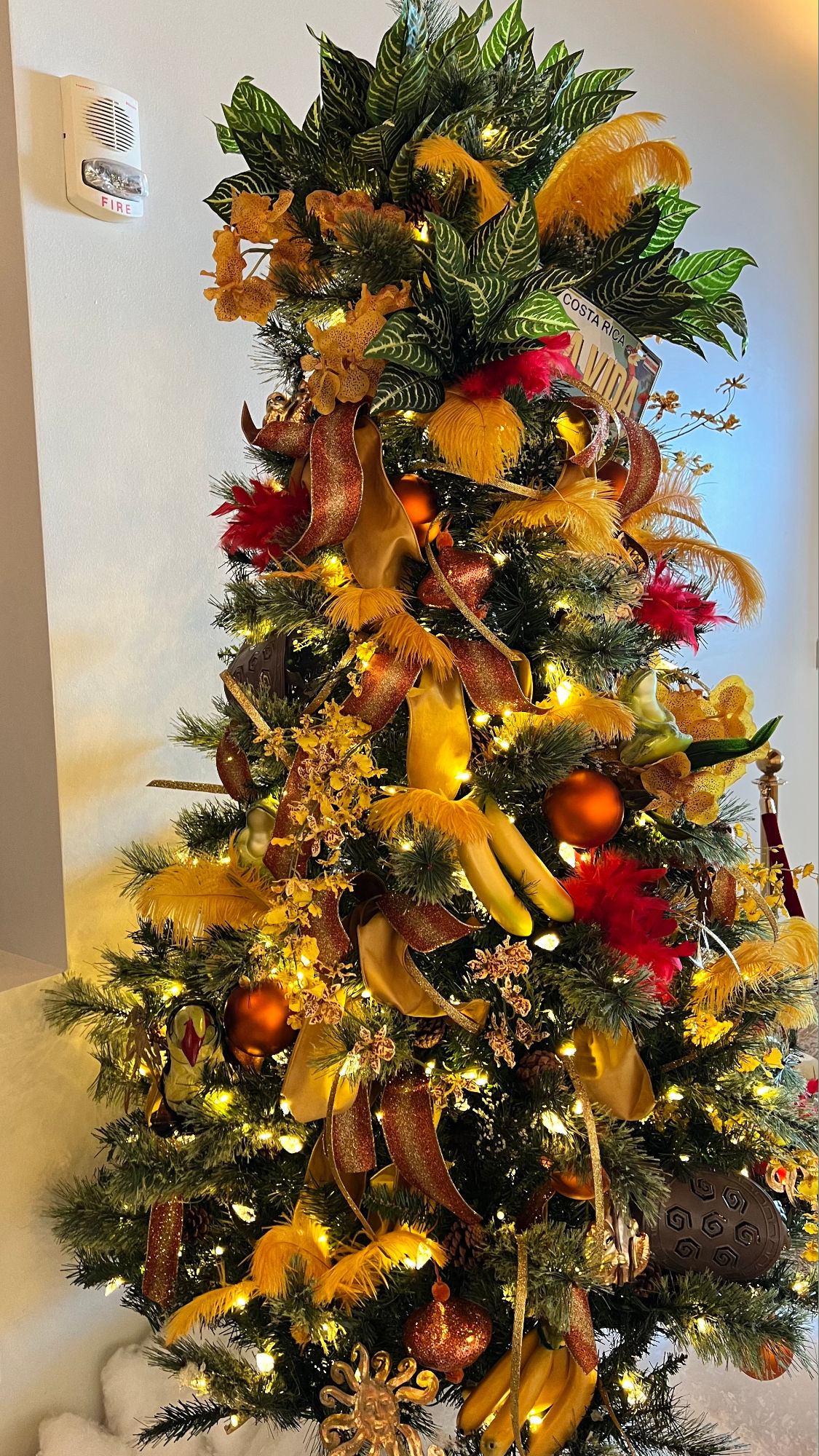 Costa Rican Christmas Tree