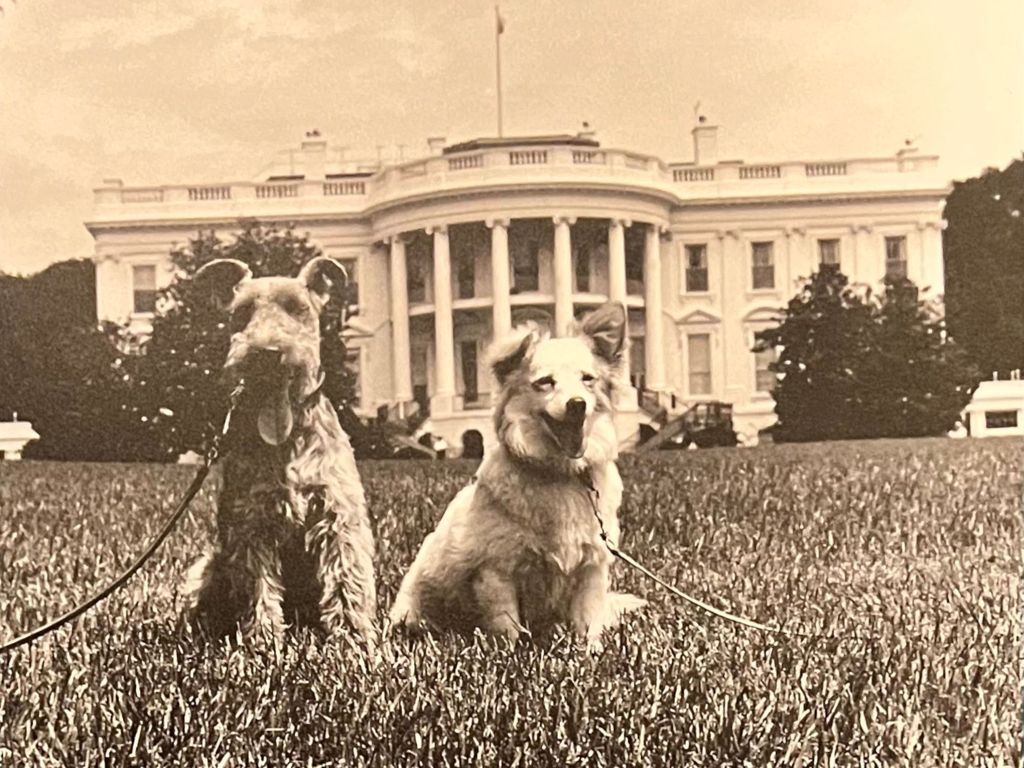 Pushinka the Dog Kennedy Pushinka Dog
