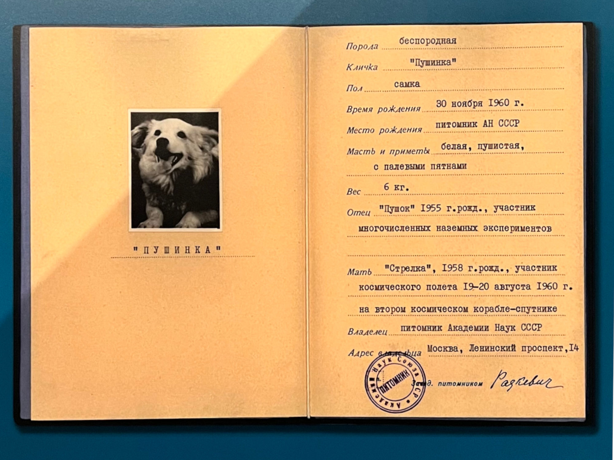 Pushinka Passport Kennedy Pushinka Passport