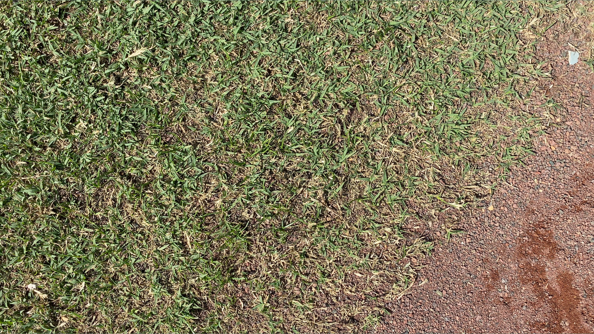 Dodger Stadium Grass