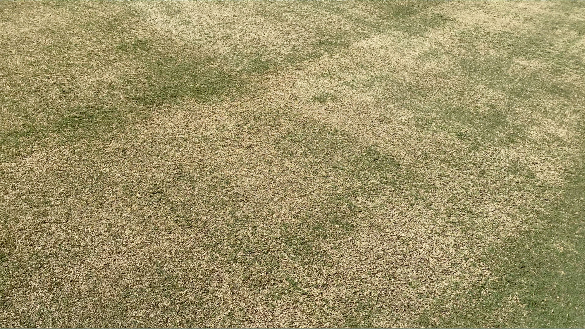 Dodger Stadium Grass