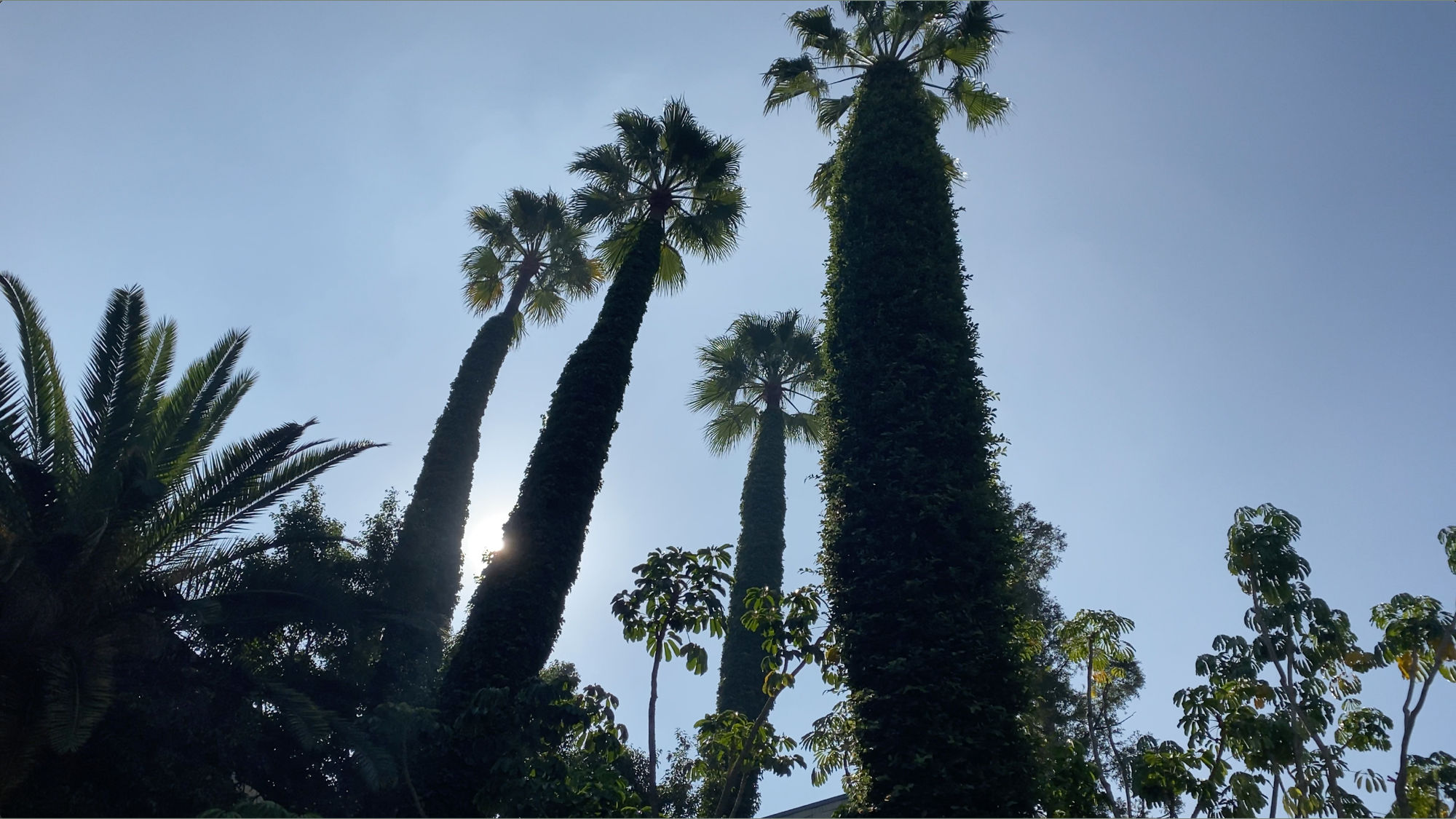 Dodger Stadium Palm Trees