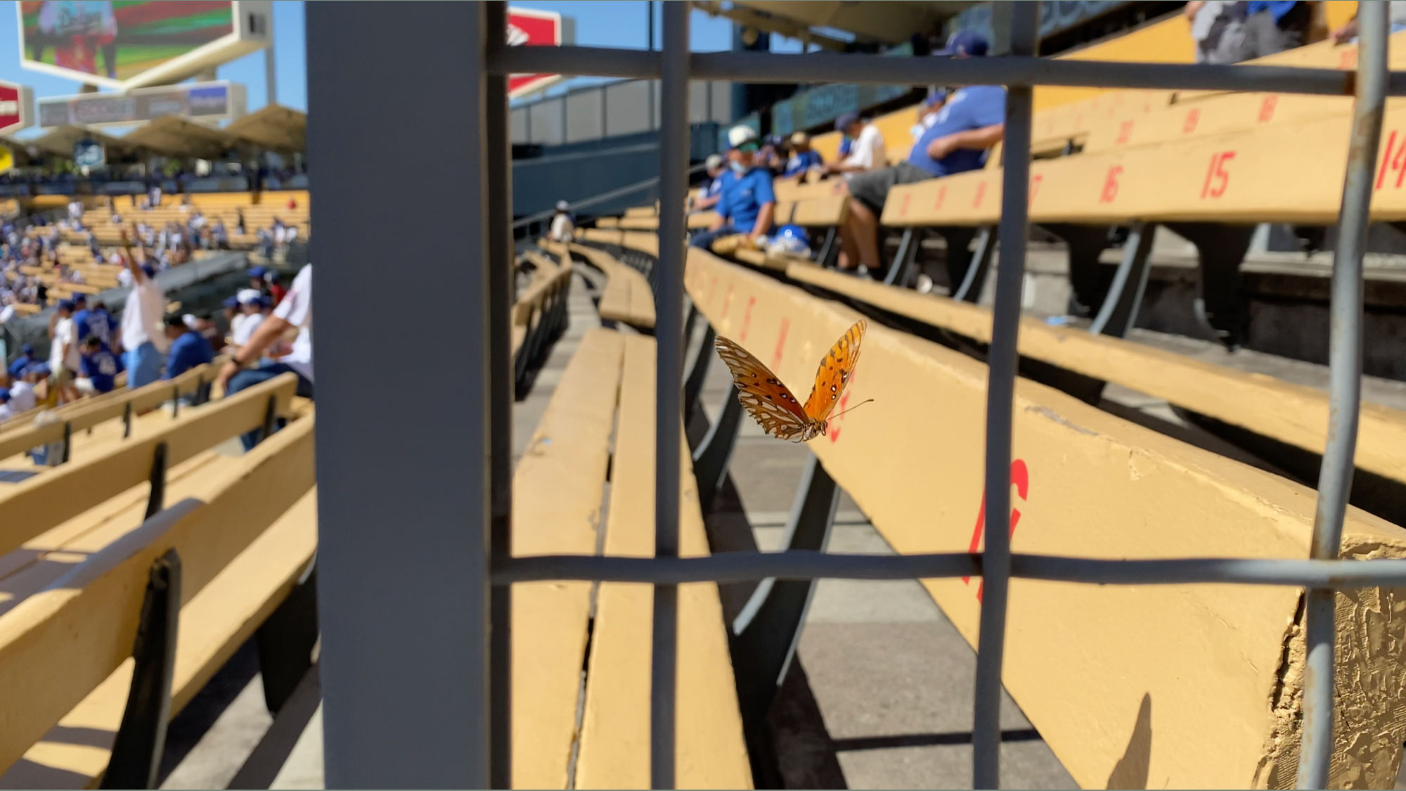 Right Field Pavilion Bench Seats