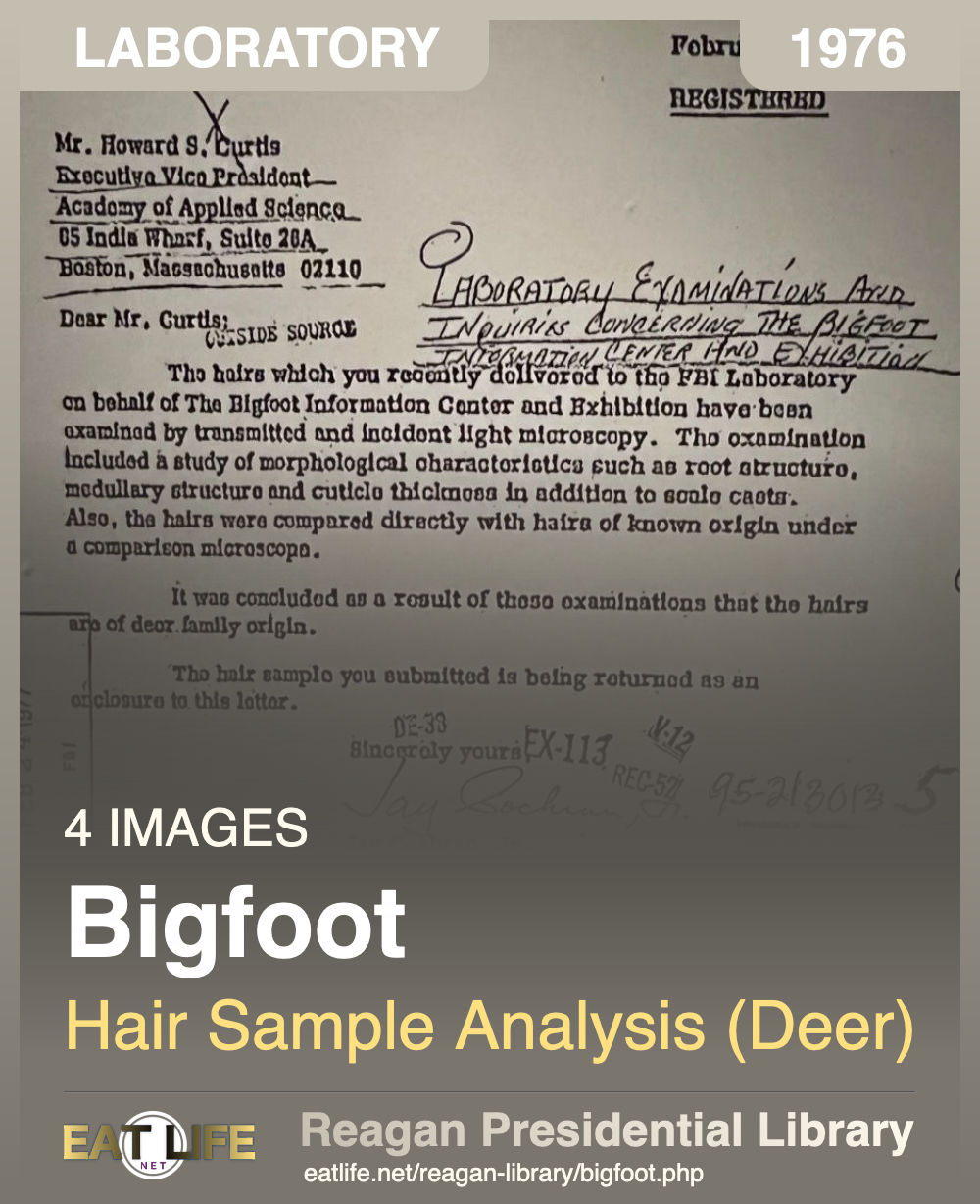 Bigfoot