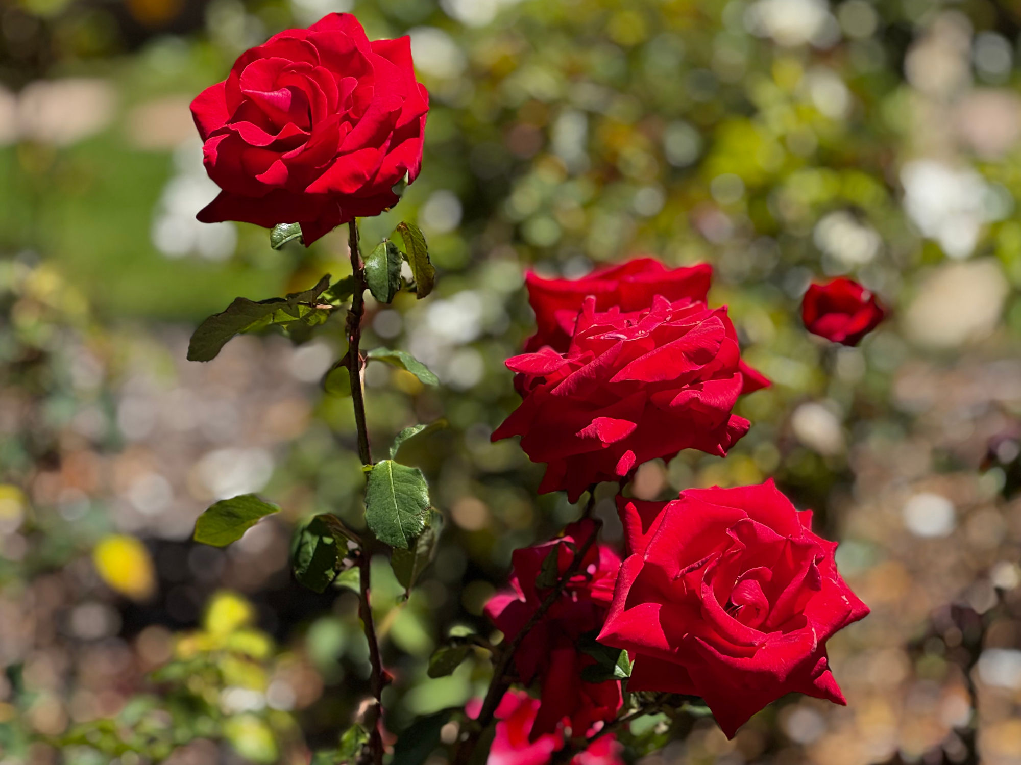 Westwood Village Memorial Park Beatrice Kay