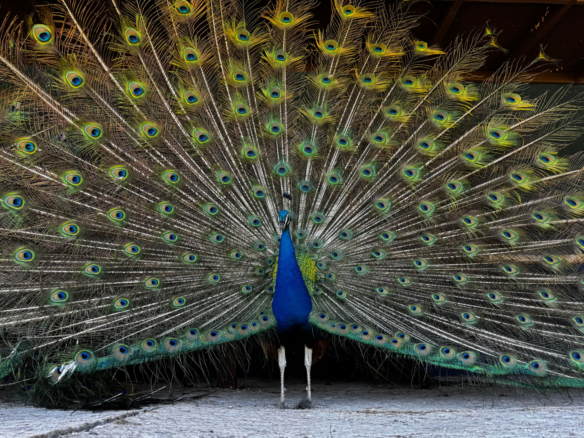 Hollywood Forever Cemetery Peacock Fanning Feathers