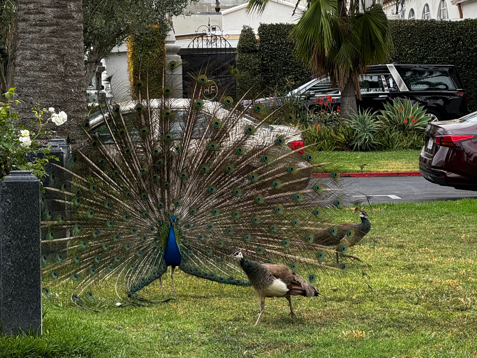 Hollywood Forever Cemetery Peacock Train Rattling