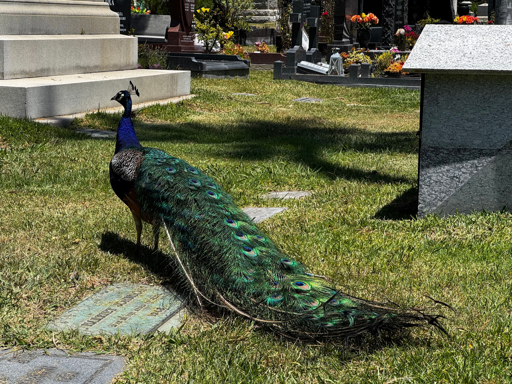 Hollywood Forever Cemetery Peacocks
