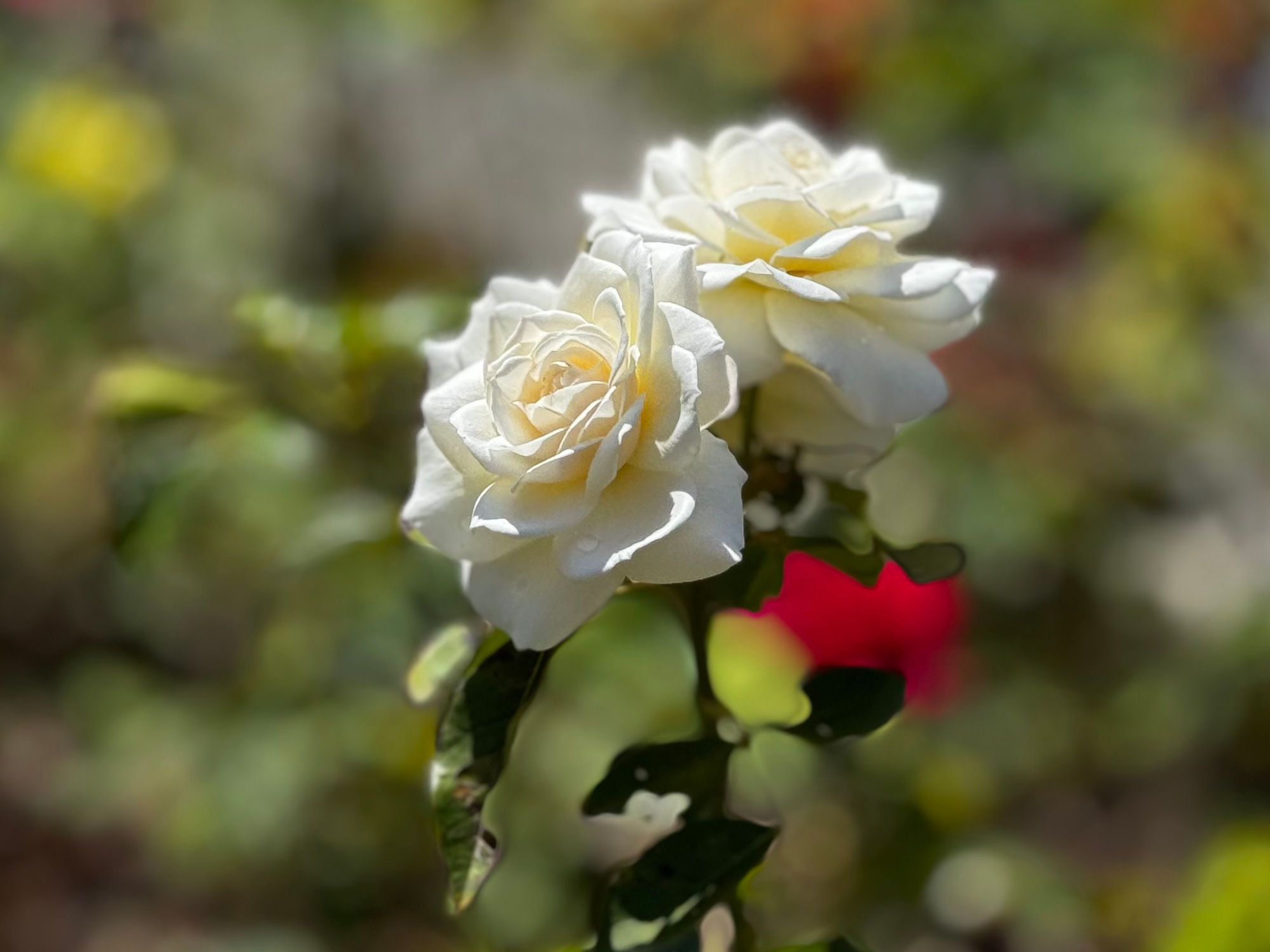 Westwood Village Memorial Park Jack Arnold