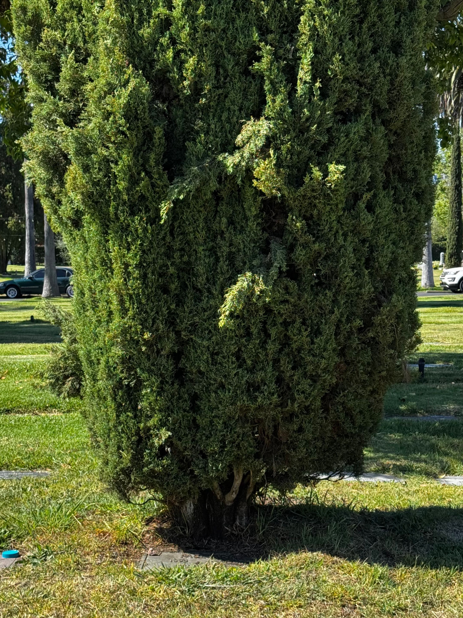 Paul Muni Grave