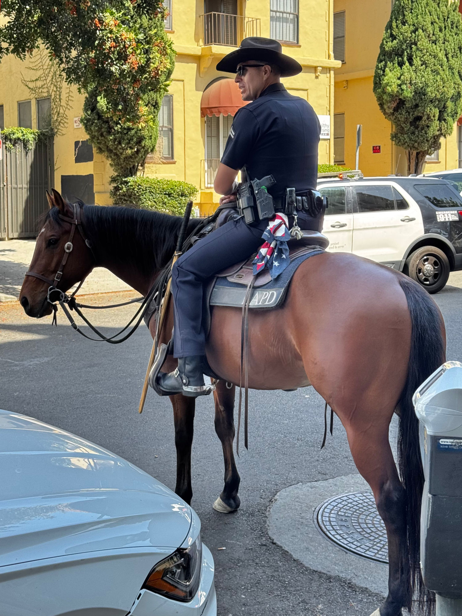 Police Horse LAPD Mounted Officer
