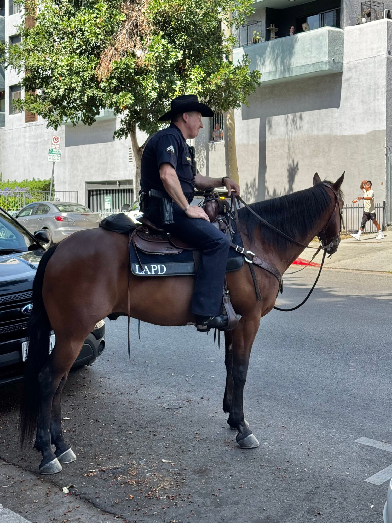 Police Horse LAPD