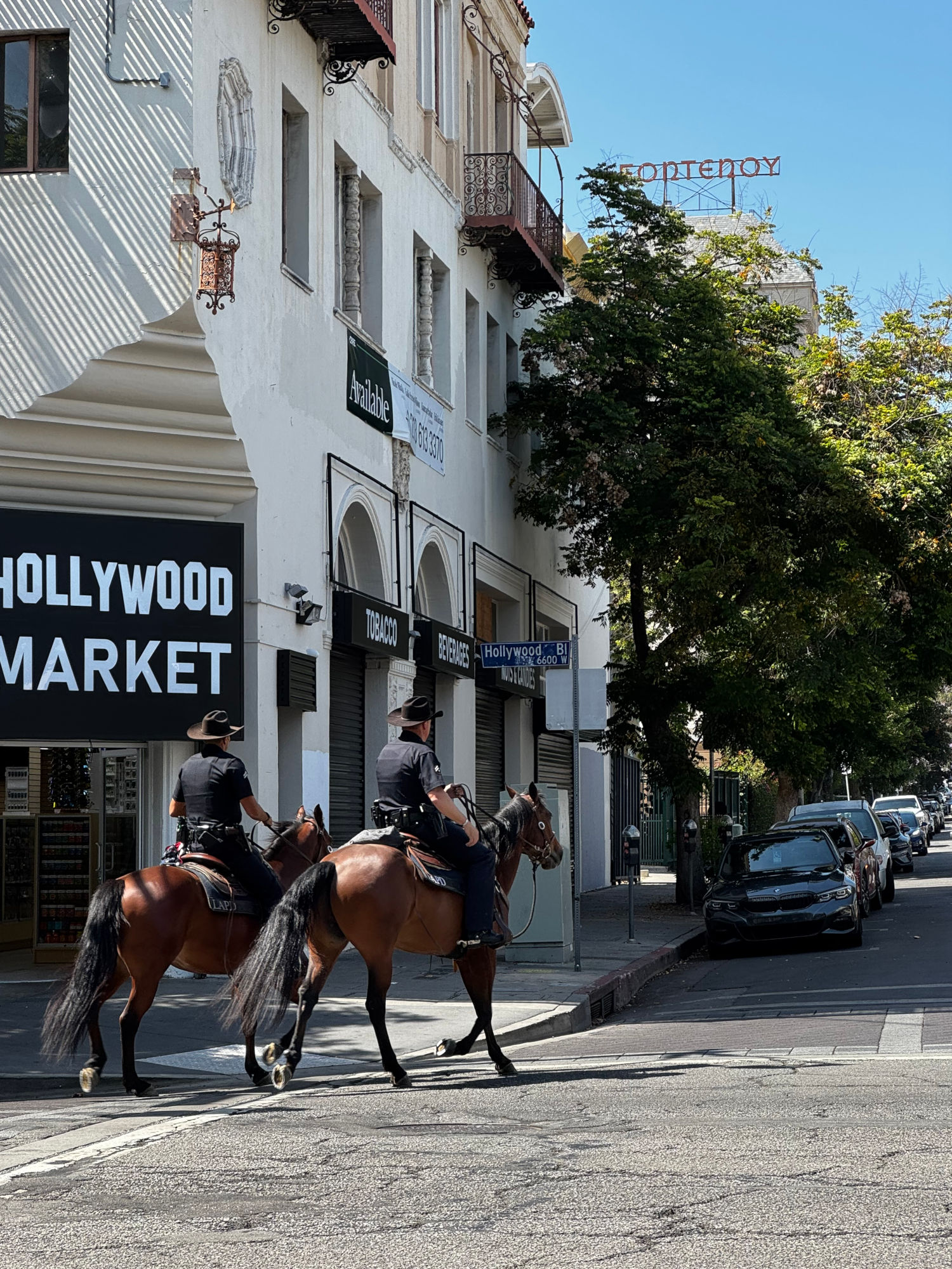 Police Horses Hollywood and Whitley