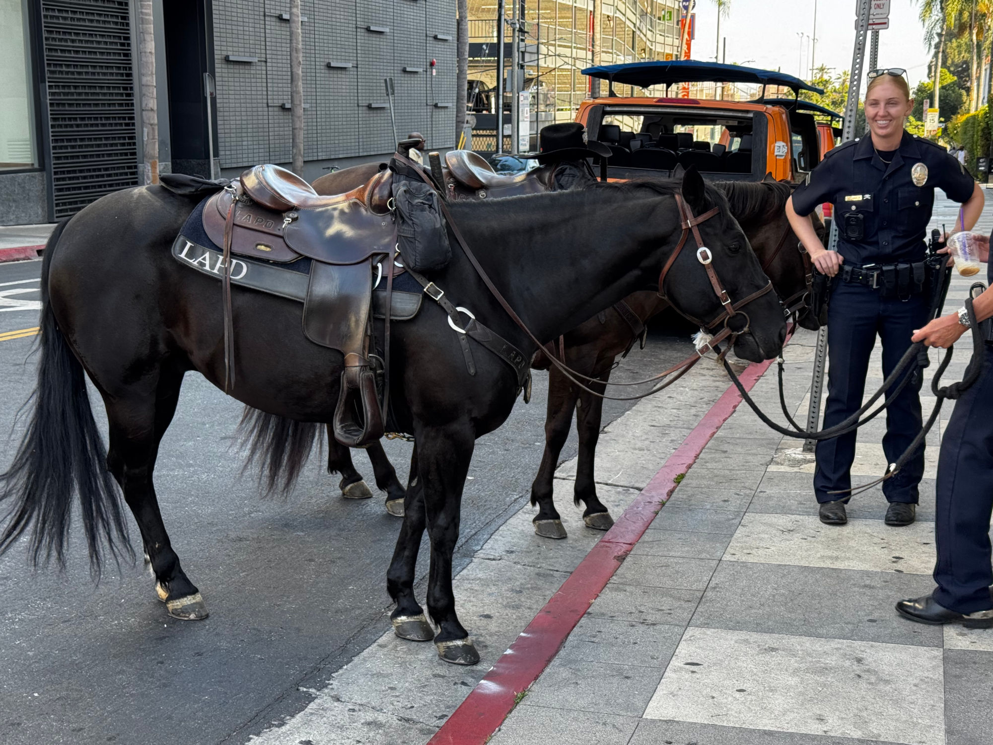 Police Horses