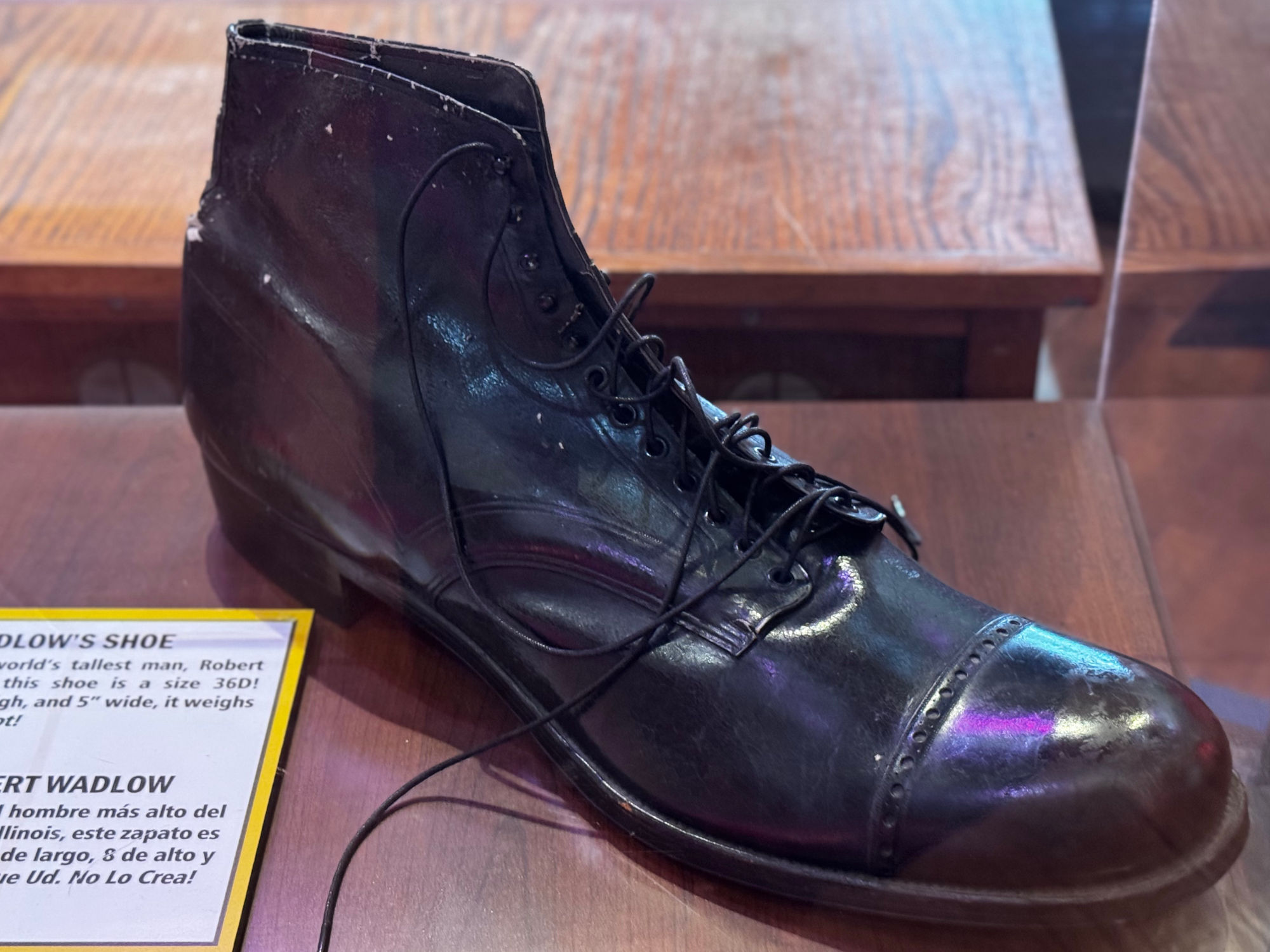 Ripley's Believe It Or Not! Robert Wadlow's Shoe