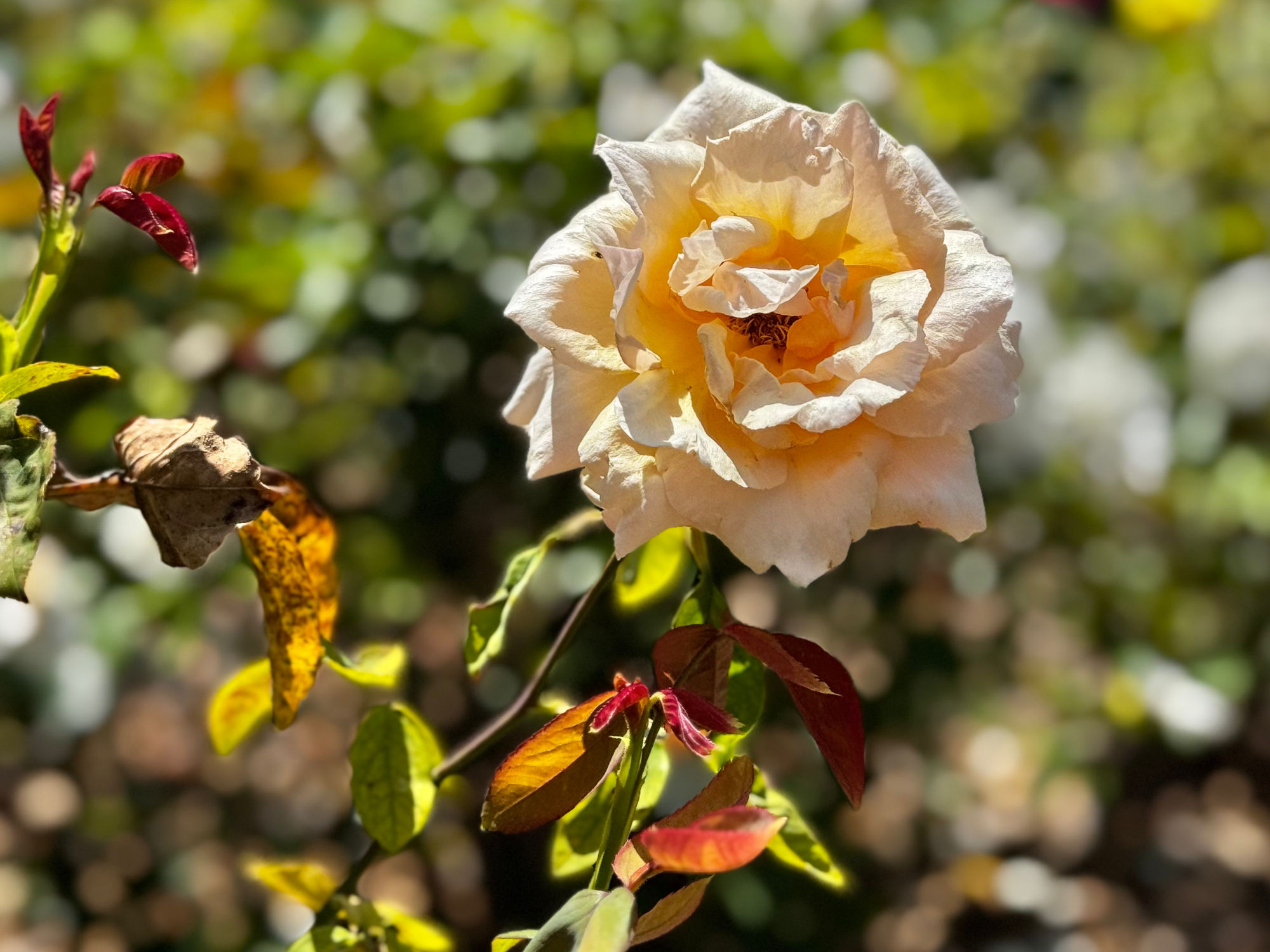 Westwood Village Memorial Park Robert Armstrong
