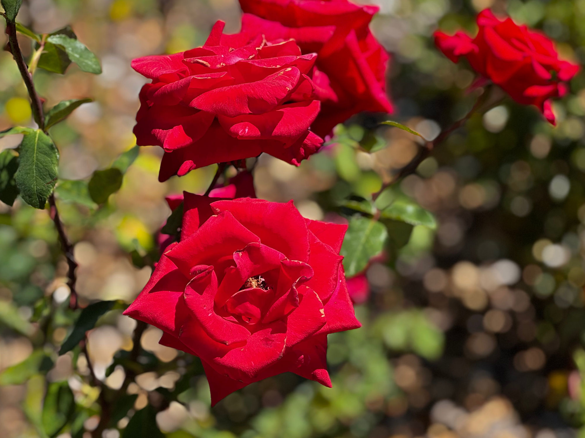 Westwood Village Memorial Park Victor Kilian