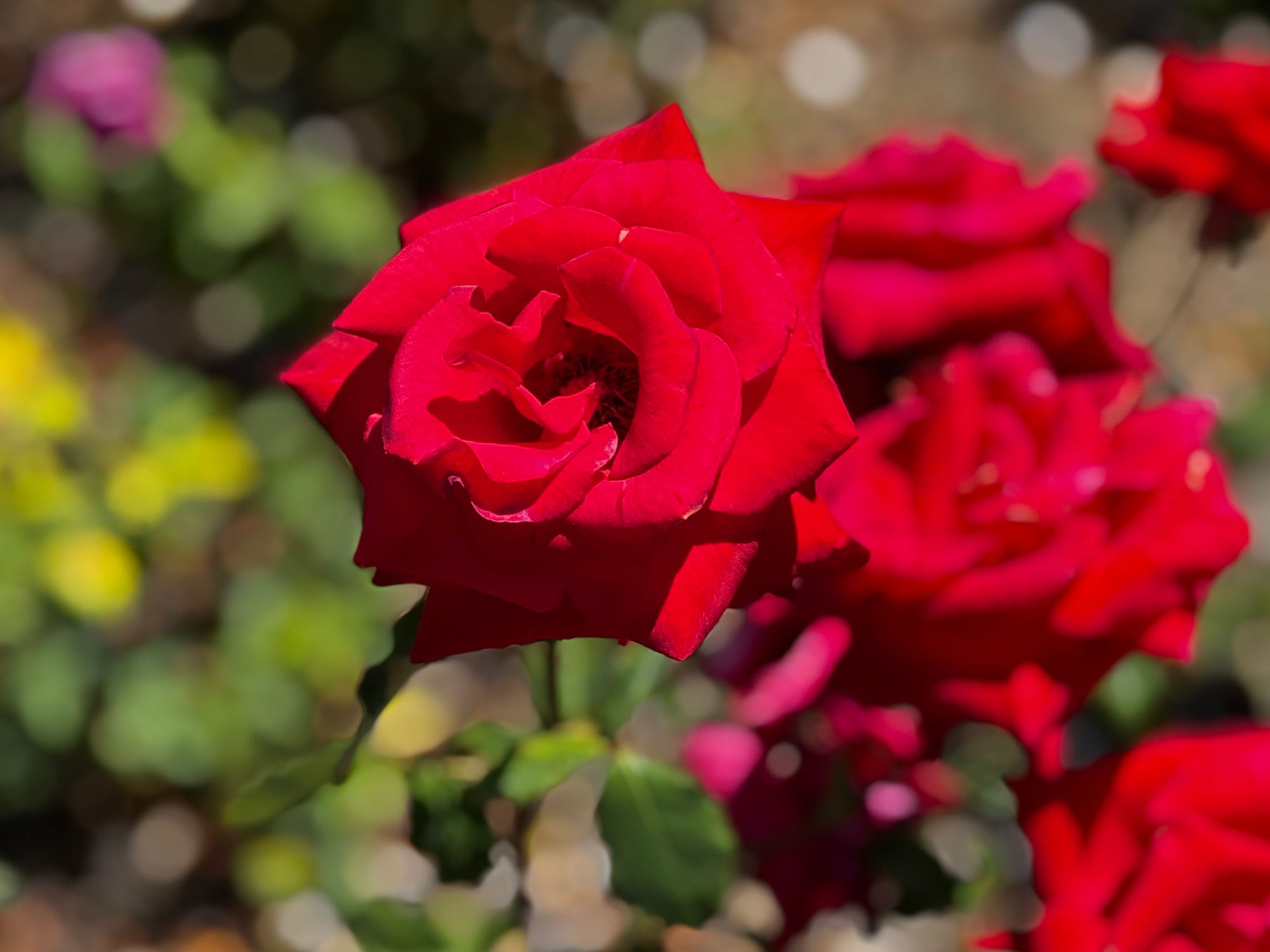 Westwood Village Memorial Park William Newell