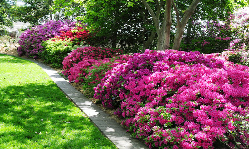 Azalea