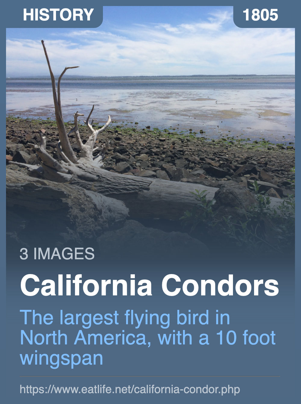 California Condors