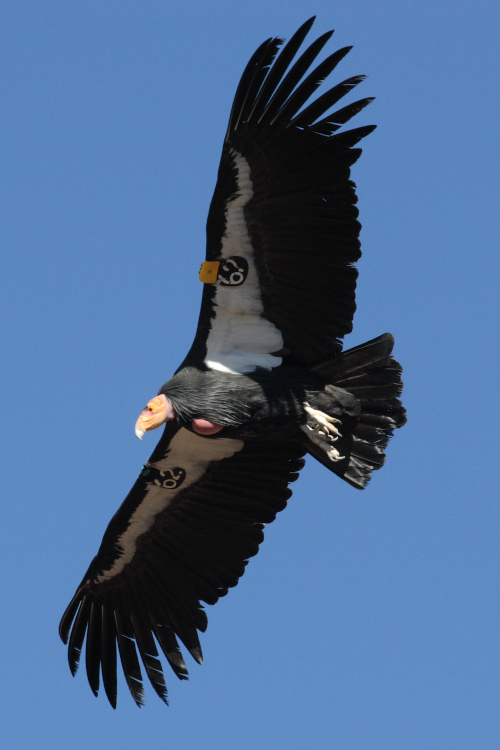California Condor Flying