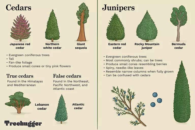 Juniper