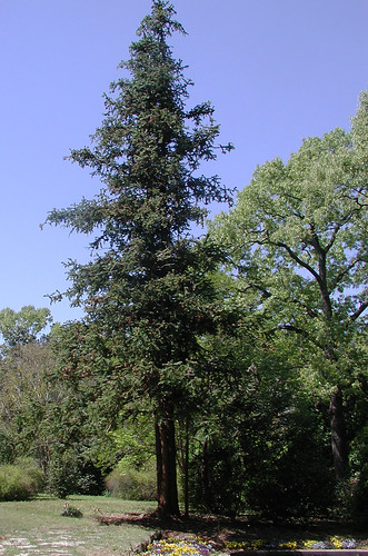Chinese Fir