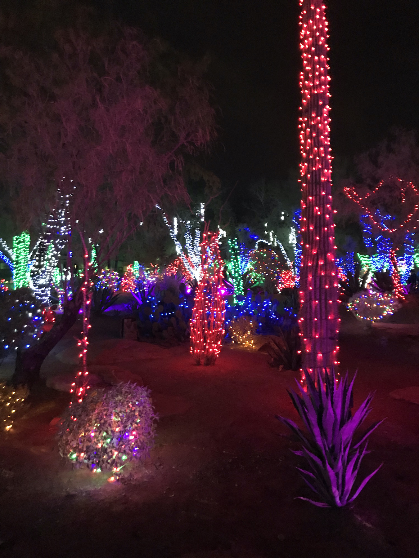 Ethel M Chocolates Christmas Cactus Garden
