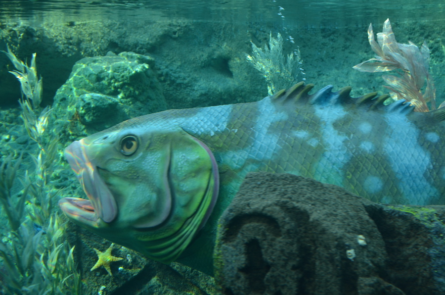 Finding Nemo Submarine Voyage Fish