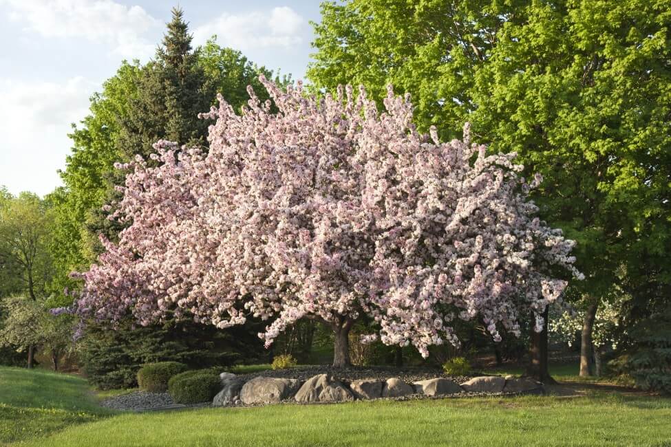 Flowering Crab Apple
