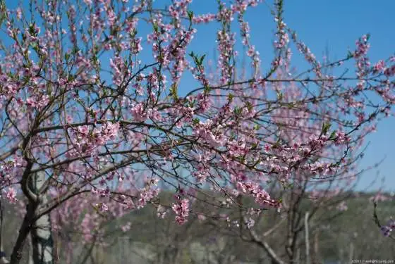 Flowering Peach