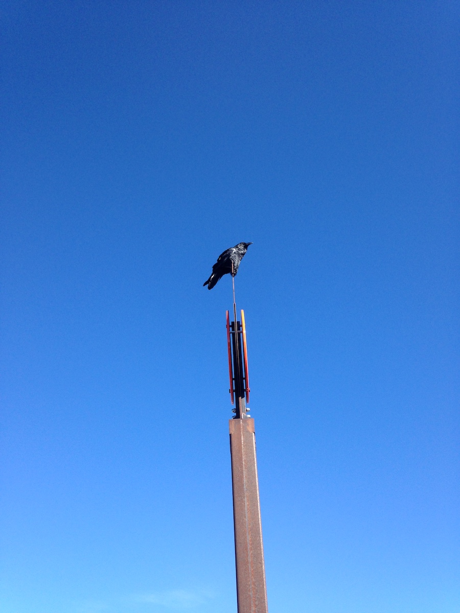 Grand Canyon Bird
