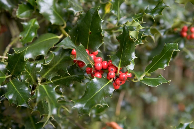 Holly