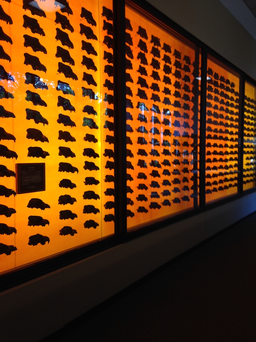 Dire Wolf skulls