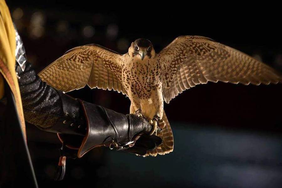 Medieval Times Falcon