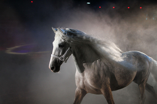 Medieval Times the Horses