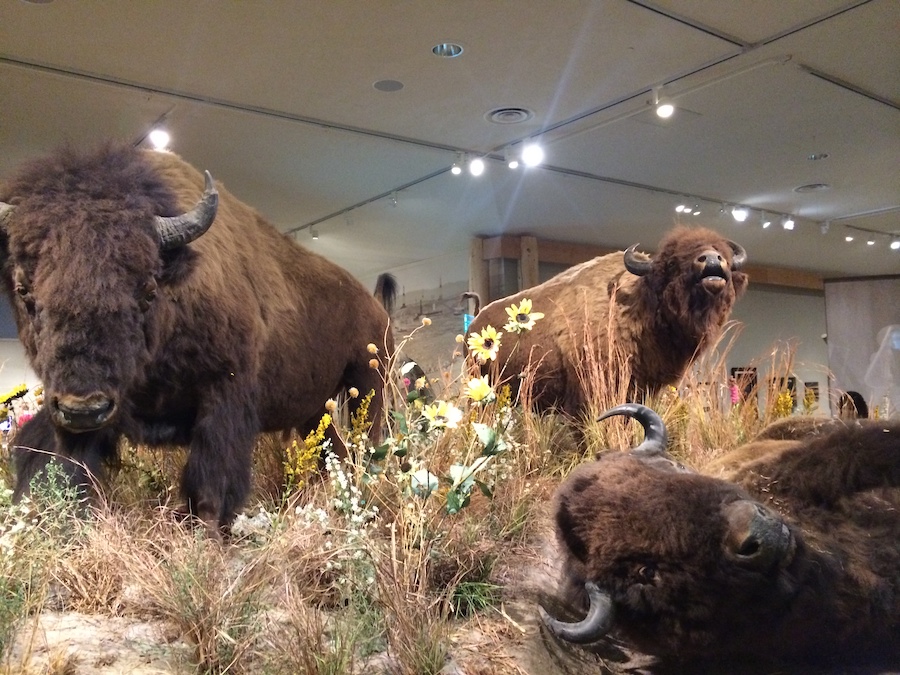 Bison display at the Buffalo Bill Center of the West