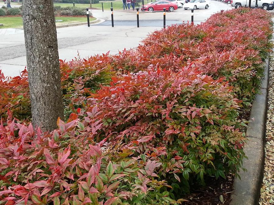 Nandina