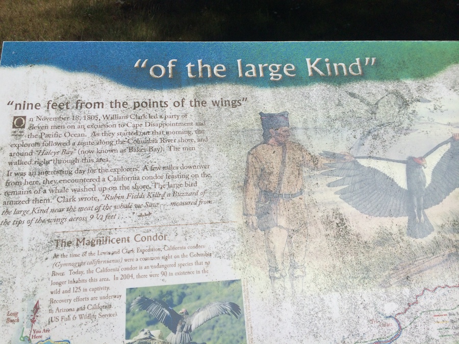 Lewis and Clark discover the California Condor